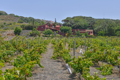 Bodega San Juan Finca El Mocanal