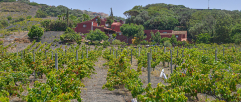Bodega San Juan Finca El Mocanal