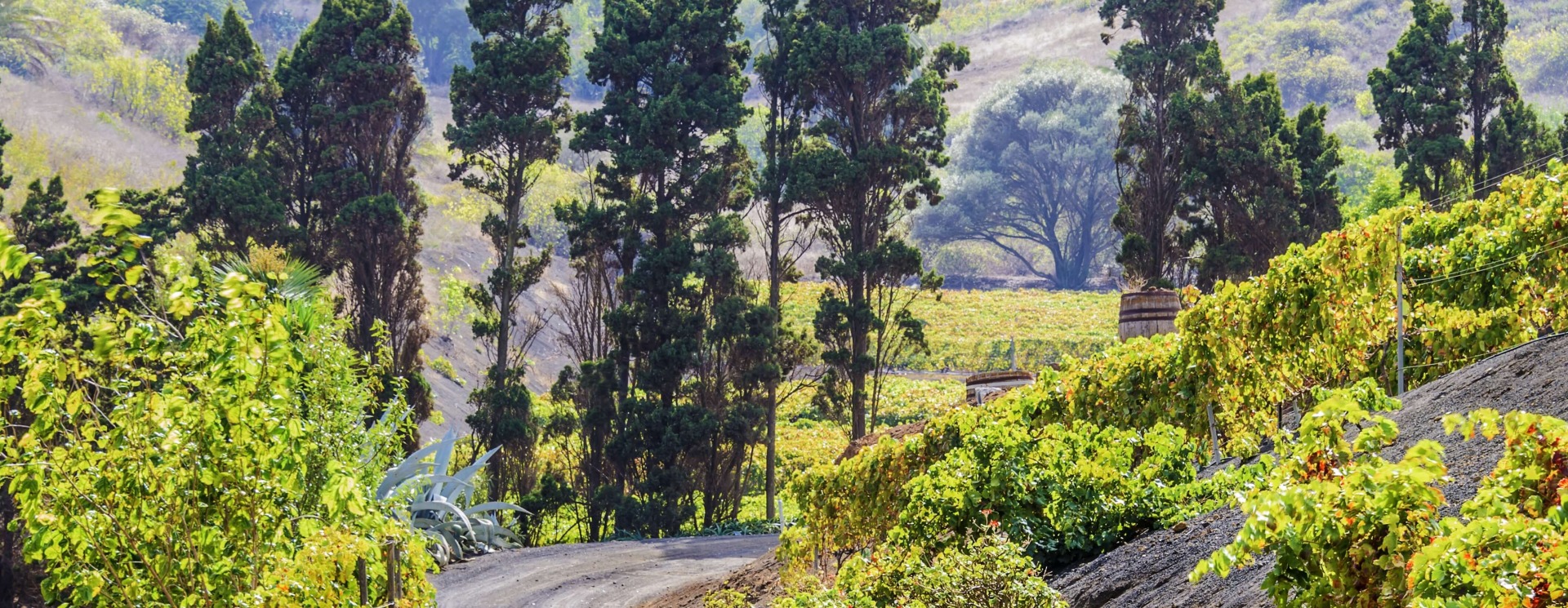 Bodega Hoyos de Bandama