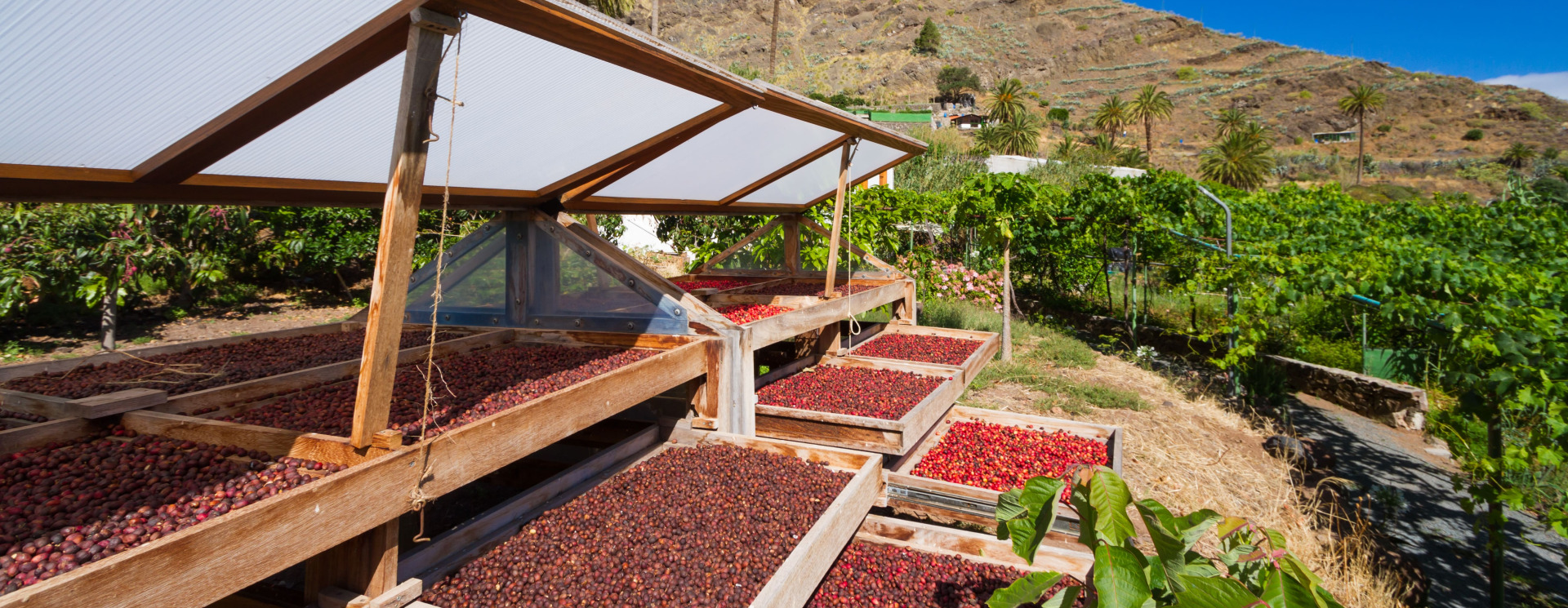 Bodega Los Berrazales, Cafetal